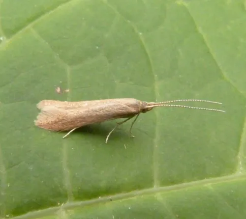 Coleophora lutipennella - photo 5