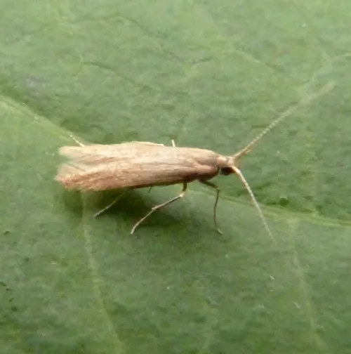 Coleophora lutipennella - photo 6
