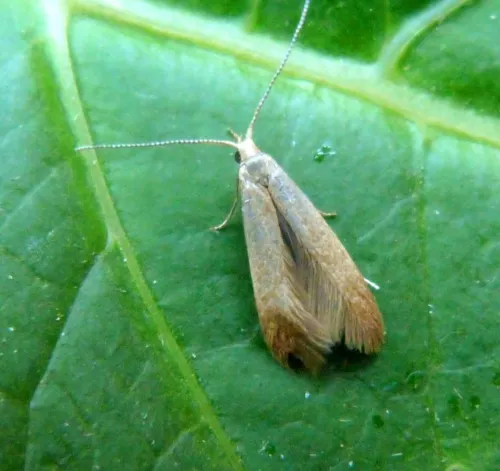 Coleophora lutipennella - photo 7