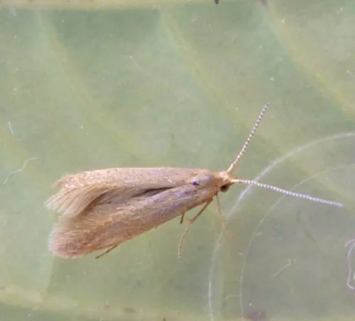 Coleophora lutipennella - photo 8