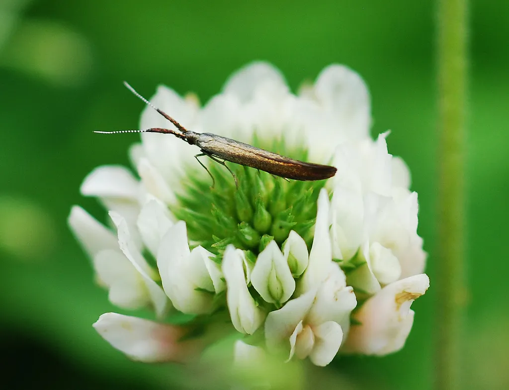 Coleophora mayrella - photo 2
