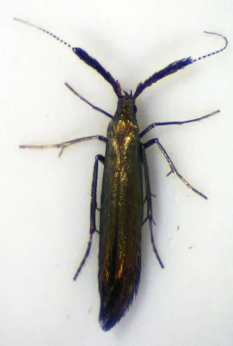Coleophora mayrella - photo 3