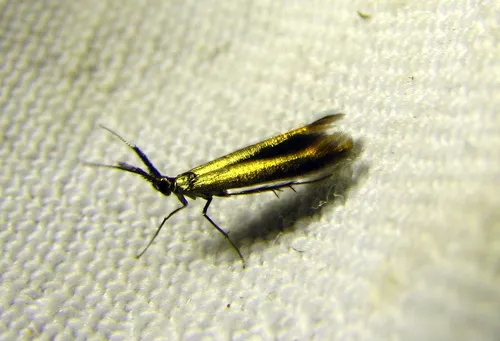 Coleophora mayrella - photo 4