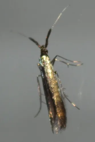 Coleophora mayrella - photo 5