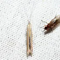Coleophora mcdunnoughiella - Hodges#1321 - photo 2