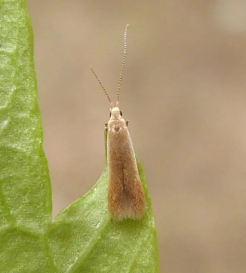 Coleophora milvipennis