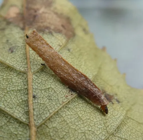 Coleophora milvipennis - photo 2