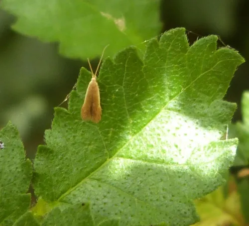 Coleophora milvipennis - photo 3