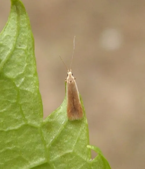 Coleophora milvipennis - photo 7