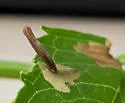 Coleophora monardae - Hodges#1319 - photo 4