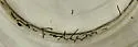 Coleophora monardella - Hodges#1268 - photo 4