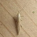 Coleophora nigrostriata - Hodges#1355