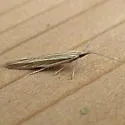 Coleophora nigrostriata - Hodges#1355 - photo 2