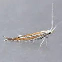 Coleophora nigrostriata - Hodges#1355 - photo 3
