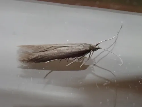 Coleophora orbitella - Coleophora orbitella