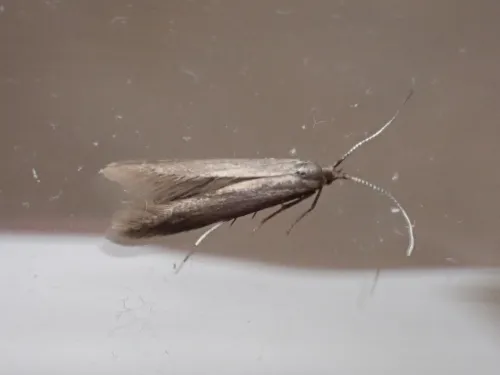Coleophora orbitella - photo 2