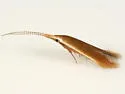 Coleophora ostryae - Hodges#1295