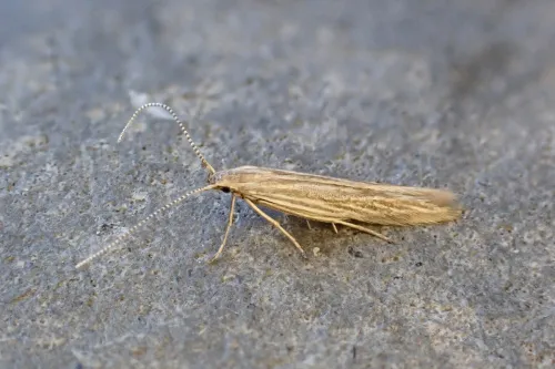 Coleophora otidipennella