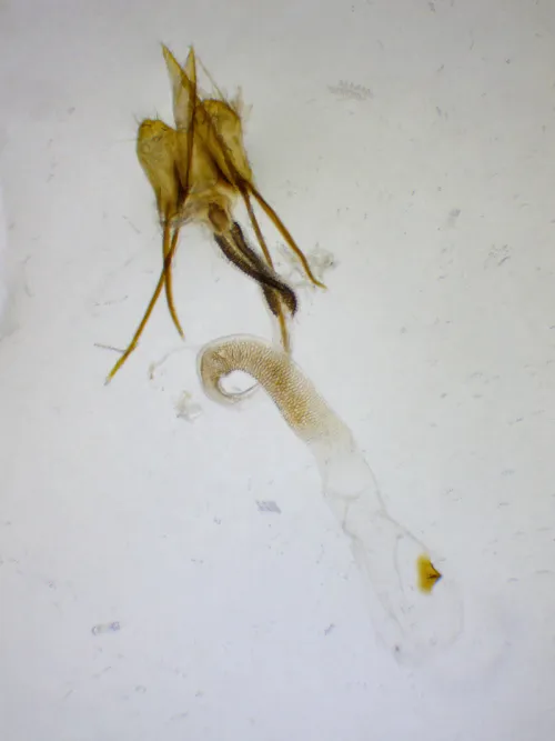 Coleophora otidipennella - photo 2