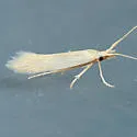 Russian Thistle Stem Miner Moth - Hodges#1398.8