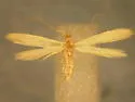Russian Thistle Stem Miner Moth - Hodges#1398.8 - photo 2