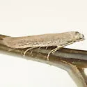 Russian Thistle Stem Miner Moth - Hodges#1398.8 - photo 4