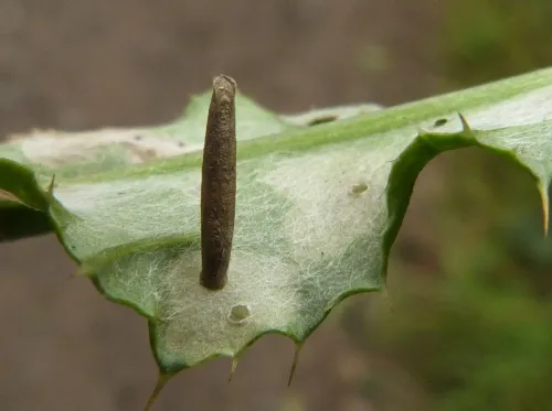 Coleophora peribenanderi - photo 2
