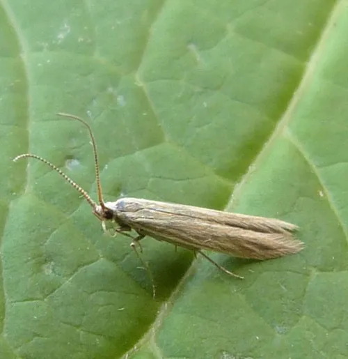 Coleophora peribenanderi - photo 3