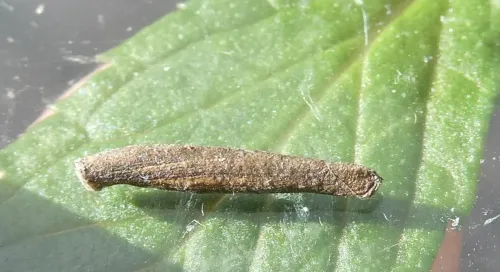 Coleophora peribenanderi - photo 5