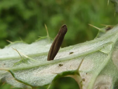 Coleophora peribenanderi - photo 6