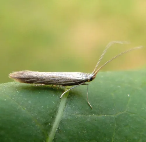 Coleophora peribenanderi - photo 7