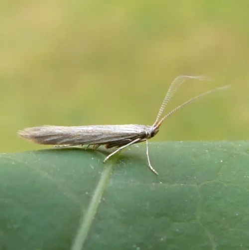 Coleophora peribenanderi - photo 8
