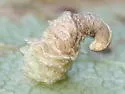 Coleophora persimplexella - Hodges#1287