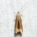 Coleophora persimplexella - Hodges#1287 - photo 2