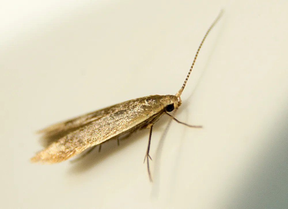 cherry casebearer - photo 2