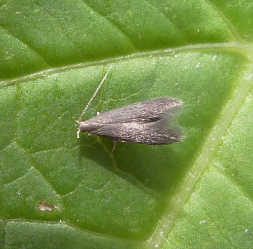 Coleophora prunifoliae