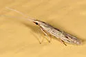 Coleophora quadruplex - Hodges#1350 - Coleophora quadruplex