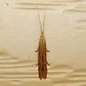 Coleophora quadruplex - Hodges#1350 - photo 2
