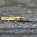 Coleophora quadruplex - Hodges#1350 - photo 3