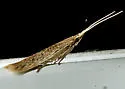 Coleophora quadruplex - Hodges#1350 - photo 4
