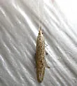 Coleophora quadruplex - Hodges#1350 - photo 5