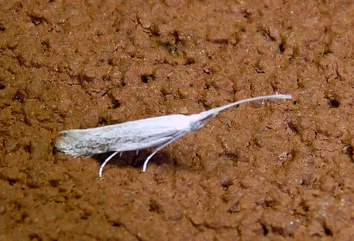 Coleophora querciella - Hodges#1261
