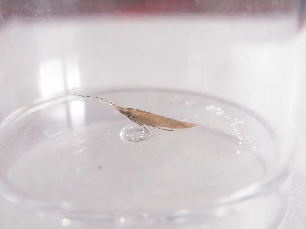 Coleophora rosacella - Hodges#1316 - photo 2