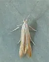 Coleophora rupestrella - Hodges#1285 - photo 2