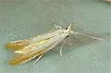 Coleophora rupestrella - Hodges#1285 - photo 3