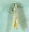Coleophora rupestrella - Hodges#1285 - photo 4