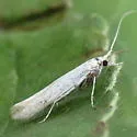 Coleophora sacramenta - Hodges#1255