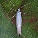 Coleophora sacramenta - Hodges#1255 - photo 2