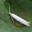 Coleophora sacramenta - Hodges#1255 - photo 3