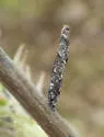 Coleophora salicivorella - Hodges#1275